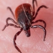 Image of ticks