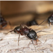 Image of ants