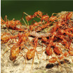 Image depicting european fire ants
