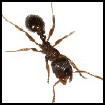 Image depicting pavement ants
