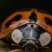 Image depicting asian lady beetles