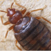 Image depicting how to get rid of bed bugs