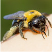 Image depicting carpenter bees