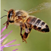 Image depicting honey bees
