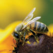 Image of bees