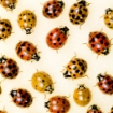 Image of beetles