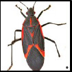 Image depicting how to get rid of boxelder bugs