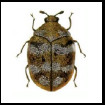 Image depicting carpet beetles