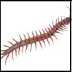 Image depicting centipedes