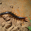 Image of centipedes & millipedes