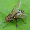 Image of cluster flies