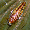 Image of cockroaches
