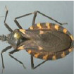 Image depicting cone nose bug