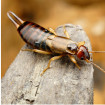 Image of earwigs