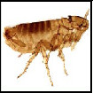 Image depicting how to get rid of fleas