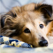 Image of fleas