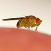 Image of fruit flies