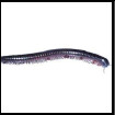 Image depicting millipedes