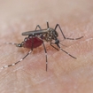 Image of mosquitoes