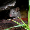 Image depicting how to get rid of mice