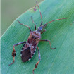 Image of pine seed bugs