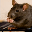 Image depicting how to get rid of rats