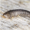 Image of silverfish