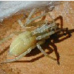 Image depicting black footed spiders