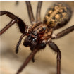 Image depicting common house spider