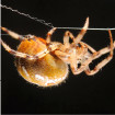 Image of spiders