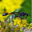 Image depicting mud dauber wasps