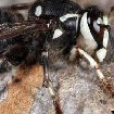 Image depicting bald faced hornets