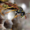 Image depicting paper wasps