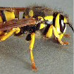 Image depicting yellow jackets